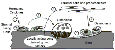 basic biology