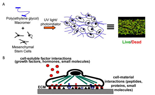 hydrogel