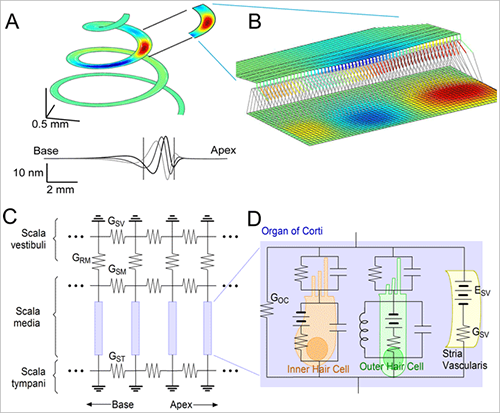 multi-scaled model of cochlear mechano-transduction