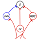 computational models of the auditory system