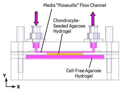 poiseuille flow bioreactor