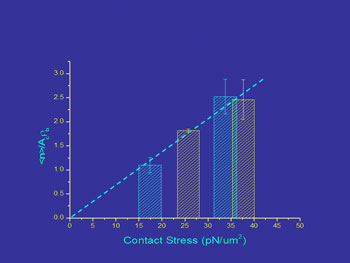 contact stress effects on bond formation