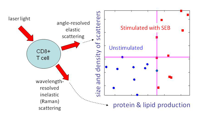 light scattering