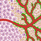 preclinical evaluation of new optical contrast agents