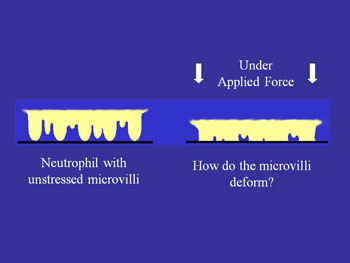 unstressed microvilli