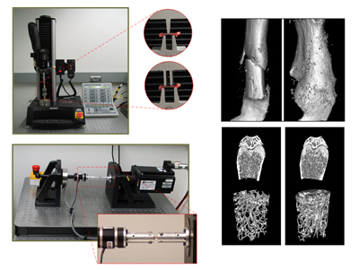 models of skeletal disease