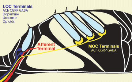 sensory epithelium