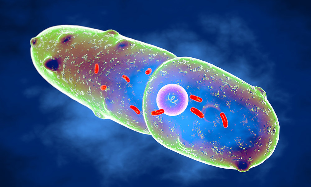 alt="Illustration of Klebsiella pneumoniae bacteria."