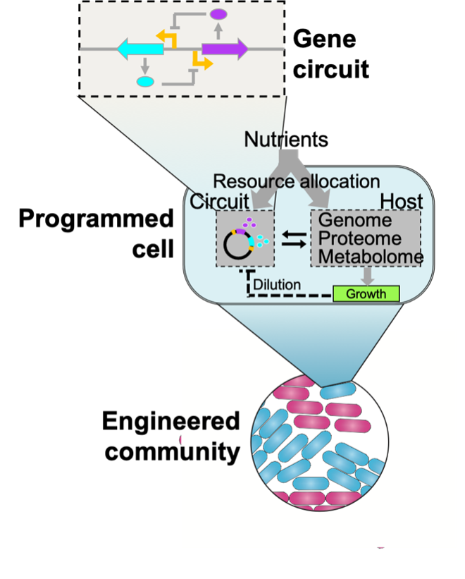A graphic depicting a gene circuit, programmed cell, and engineered community.