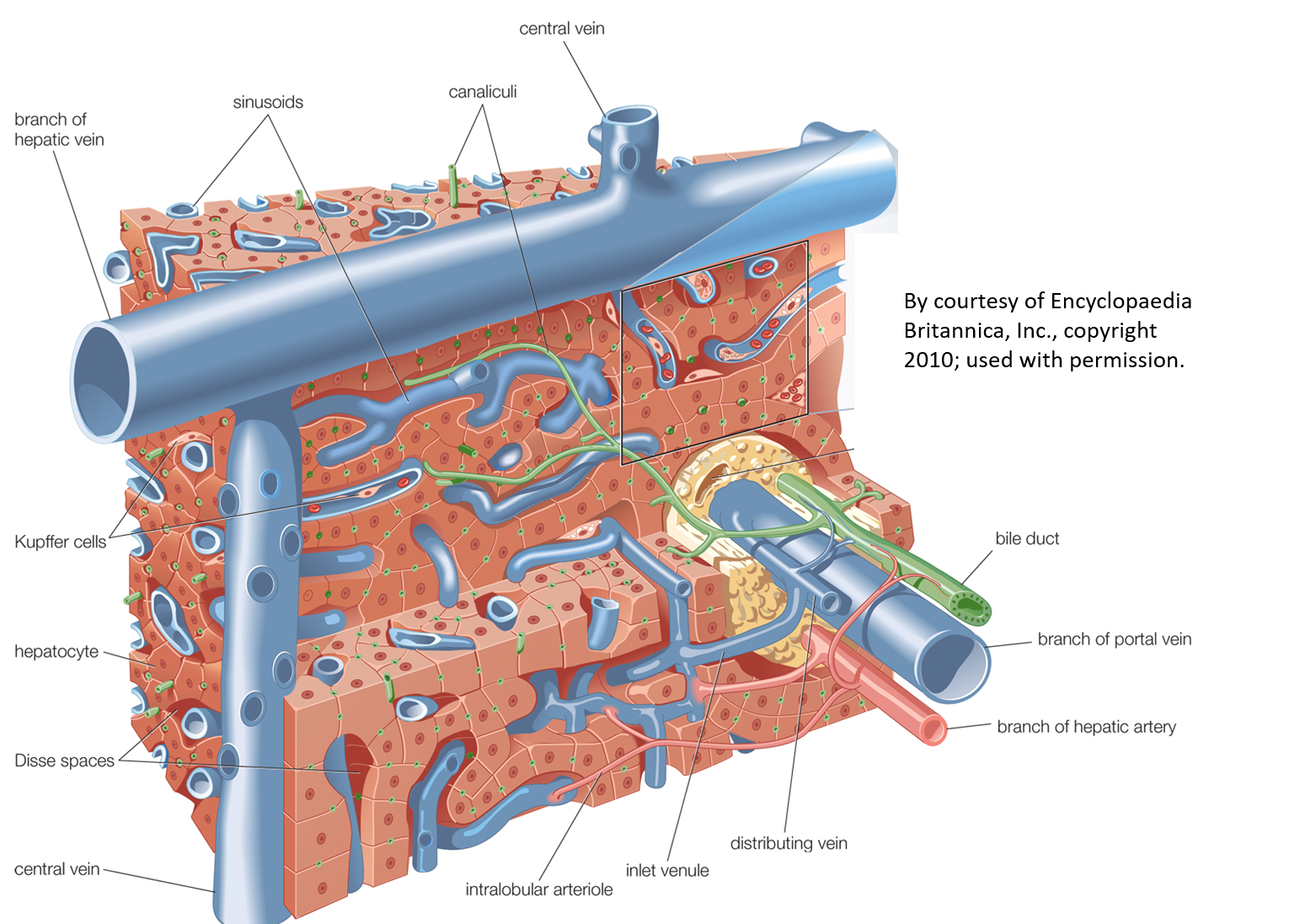 Illustration of complex architecture of liver.