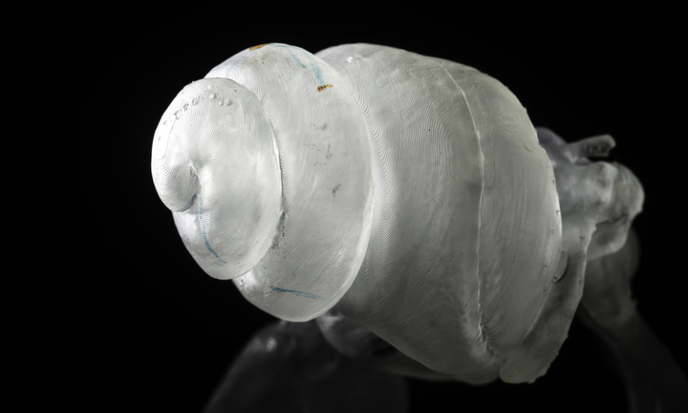 Close-up of a 3D-printed, scaled model of a gerbil cochlea.