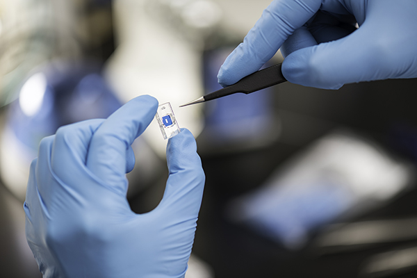 Gloved hands using a tool to hold a microchip.