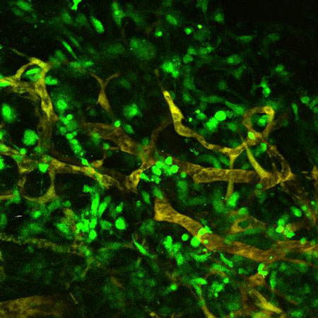 Fura2-loaded cells