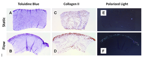 Toluidine Blue staining