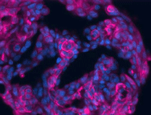 Salivary gland cells