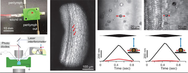 microfluidic chamber developed by Asst. Prof. Jong-Hoon Nam