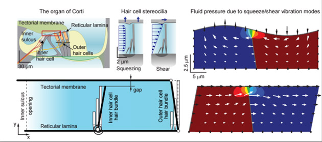 A cross section of the organ of Corti at upper left shows the proximity of outer and inner hair cells to the tectorial and basilar membranes. The other diagrams show hair cells modulating power dissipation within the inner ear for optimal amplification and tuning of sounds.  Asst. Prof. Jong-Hoon Nam hopes to clarify how the dissipation of this energy – an “underappreciated but crucial aspect”— occurs, to illustrate the overall balancing act that occurs within the cochlea.