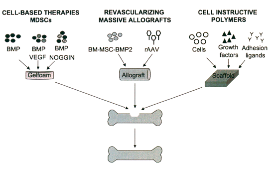 schematic model of strategies that combine stem cell technology and gene therapy