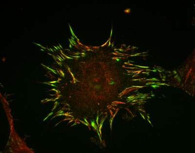 activated integrins