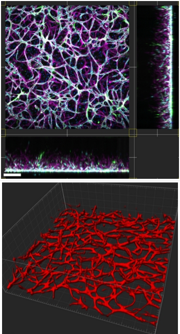 3D microvasculature inside µSIM devices