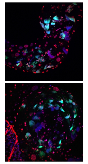 Spermatogenesis in Drosophila melanogaster