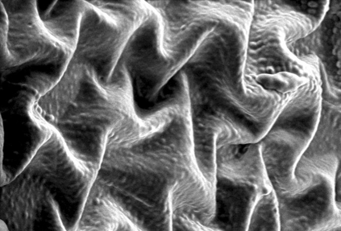 A black and white image of wavy material.