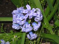 flowerhyacinth