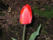 FLOWERTULIP