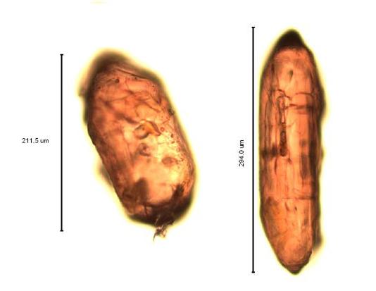 zircon lm