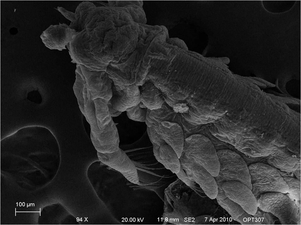 Fig 9