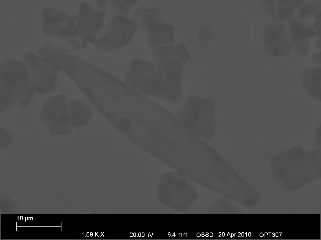 BSE-Diatom