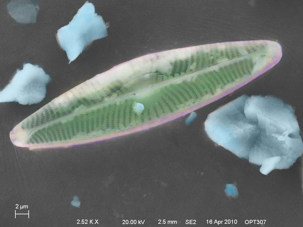 diatom-colored