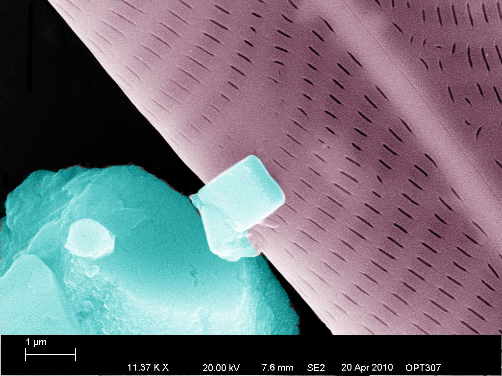 diatom-high mag-colored