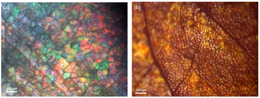 Metallic colored areas on beef and ham