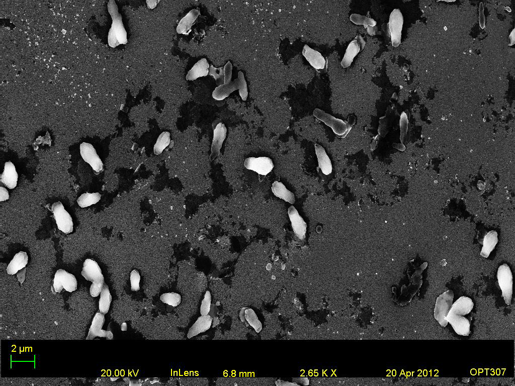Genesee River Water Calcium Drops