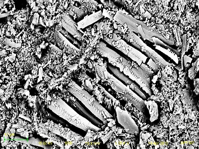 Type 2 Diatom