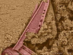 diatom type 2