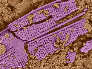 Diatom Type 3