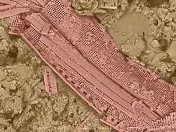 diatom type 2