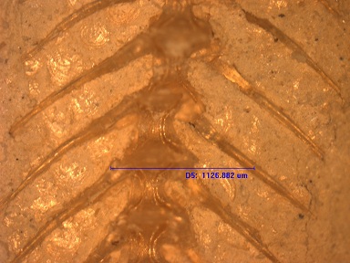 fishfossil