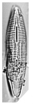 Roauxia