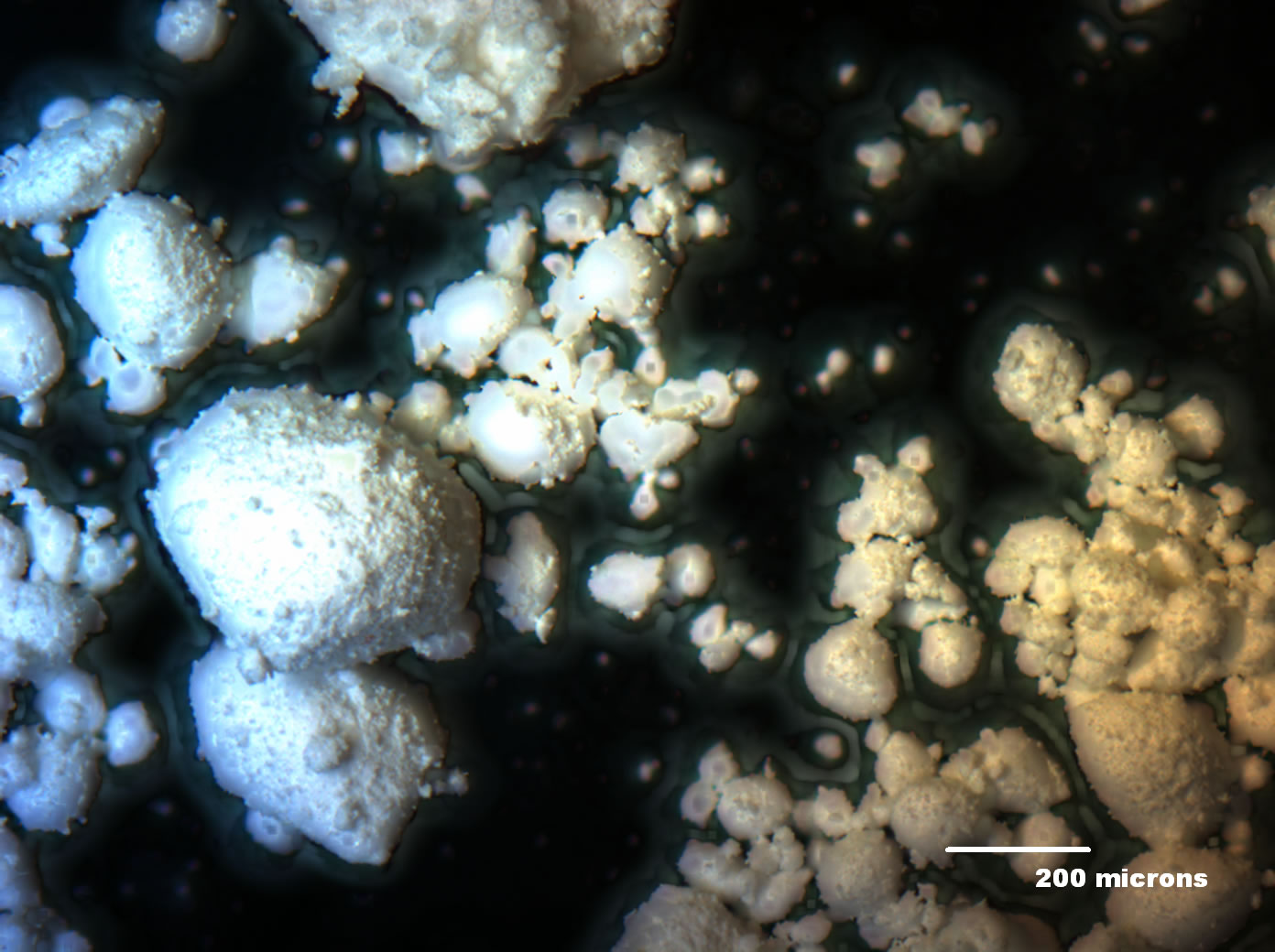 Optical micrograph of A001-1C 50x