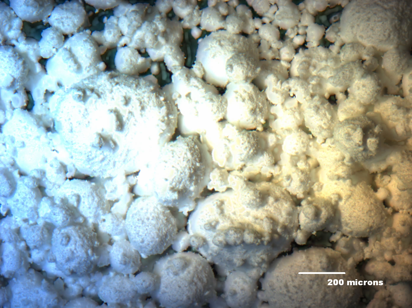 Optical micrograph of ECHO-SR6 50x