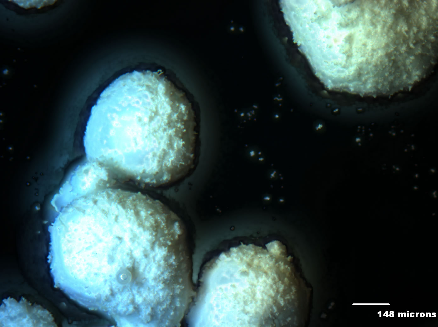 Optical micrograph of Unicer166 100x