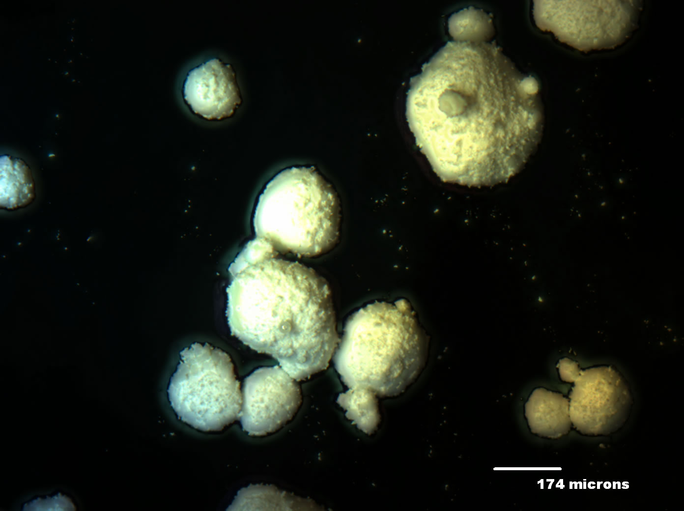 Optical micrograph of Unicer 166 50x