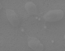 SEM Image for Map