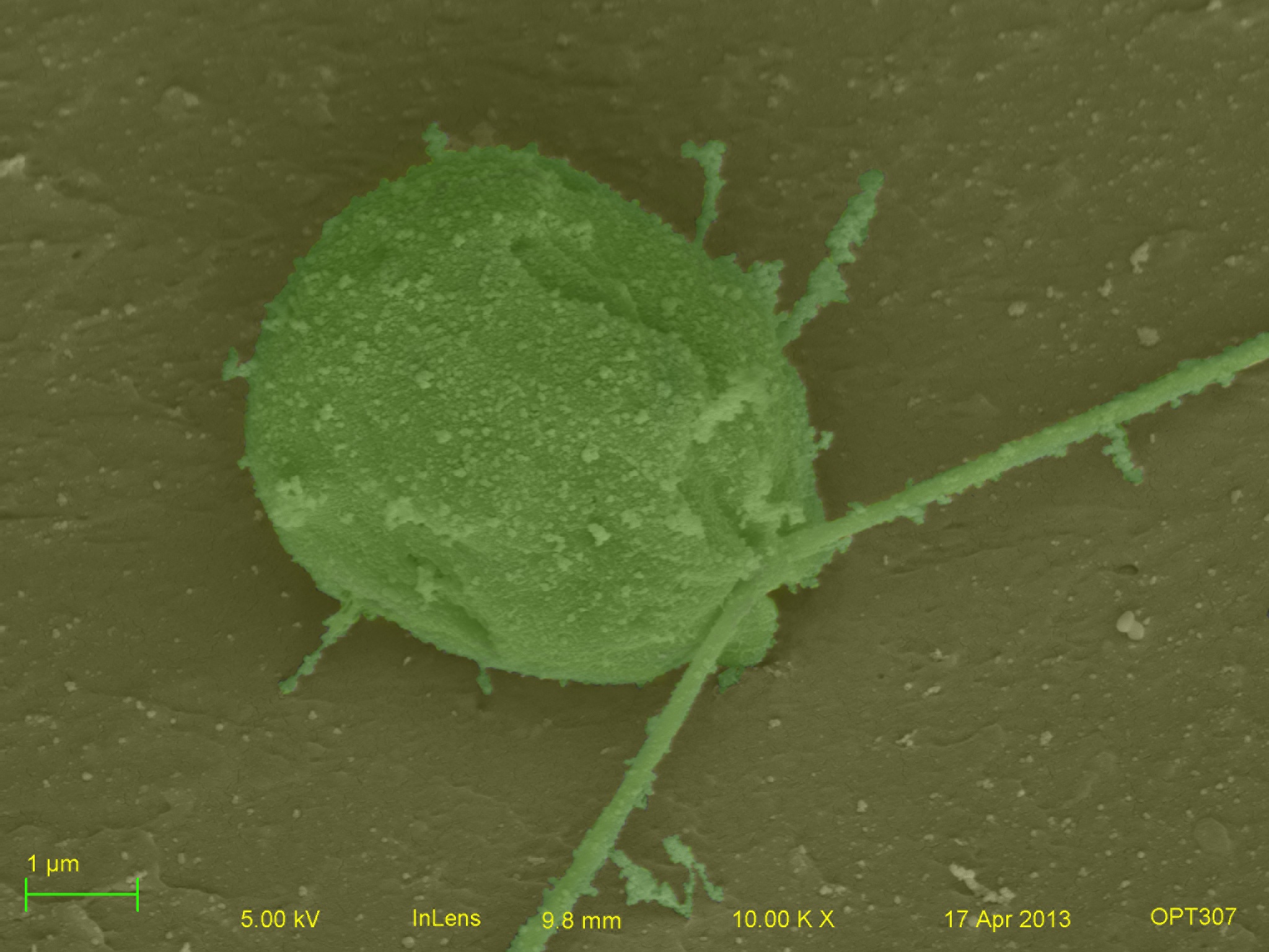 C. reinhardtii cell