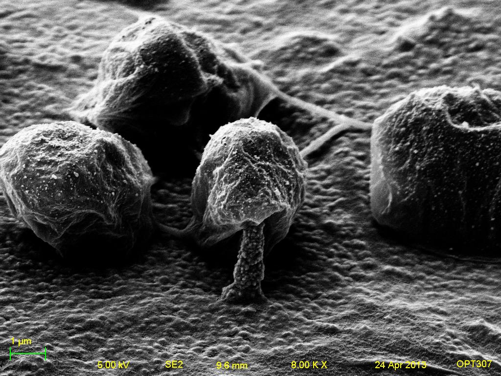 SE2 of pierced cell