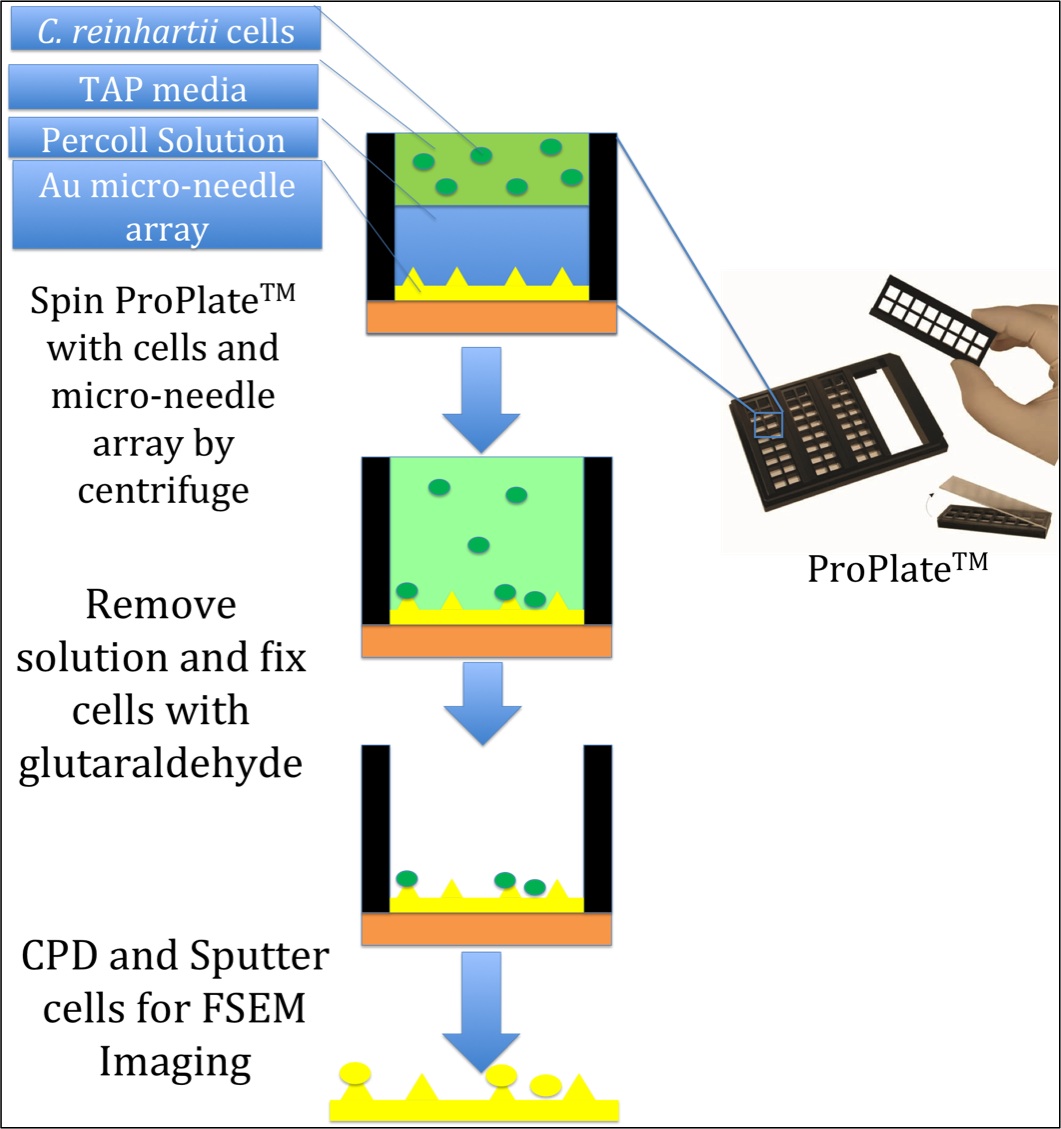 Cell Piercing Schematic
