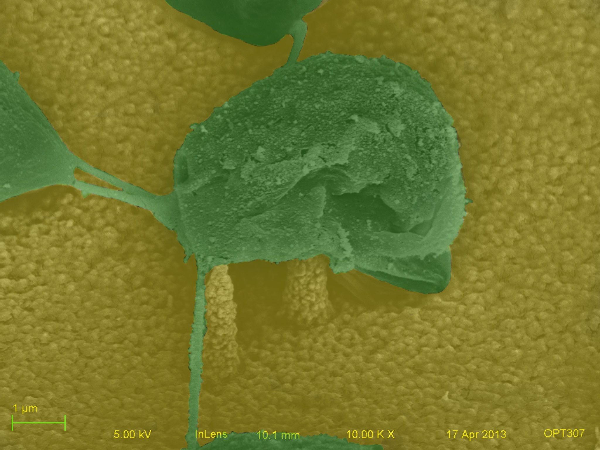 Pierced Cell Image